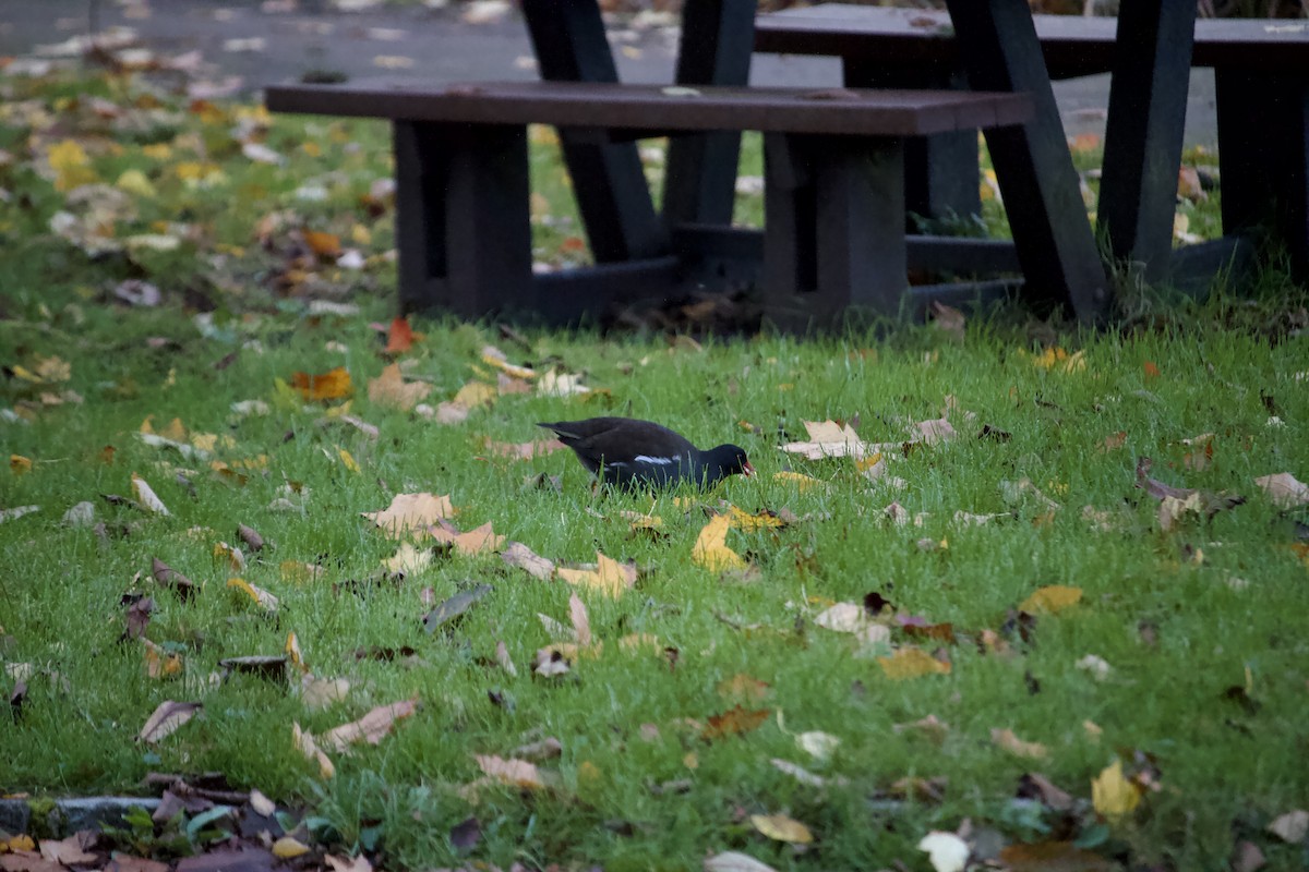 Eurasian Moorhen - ML610742900