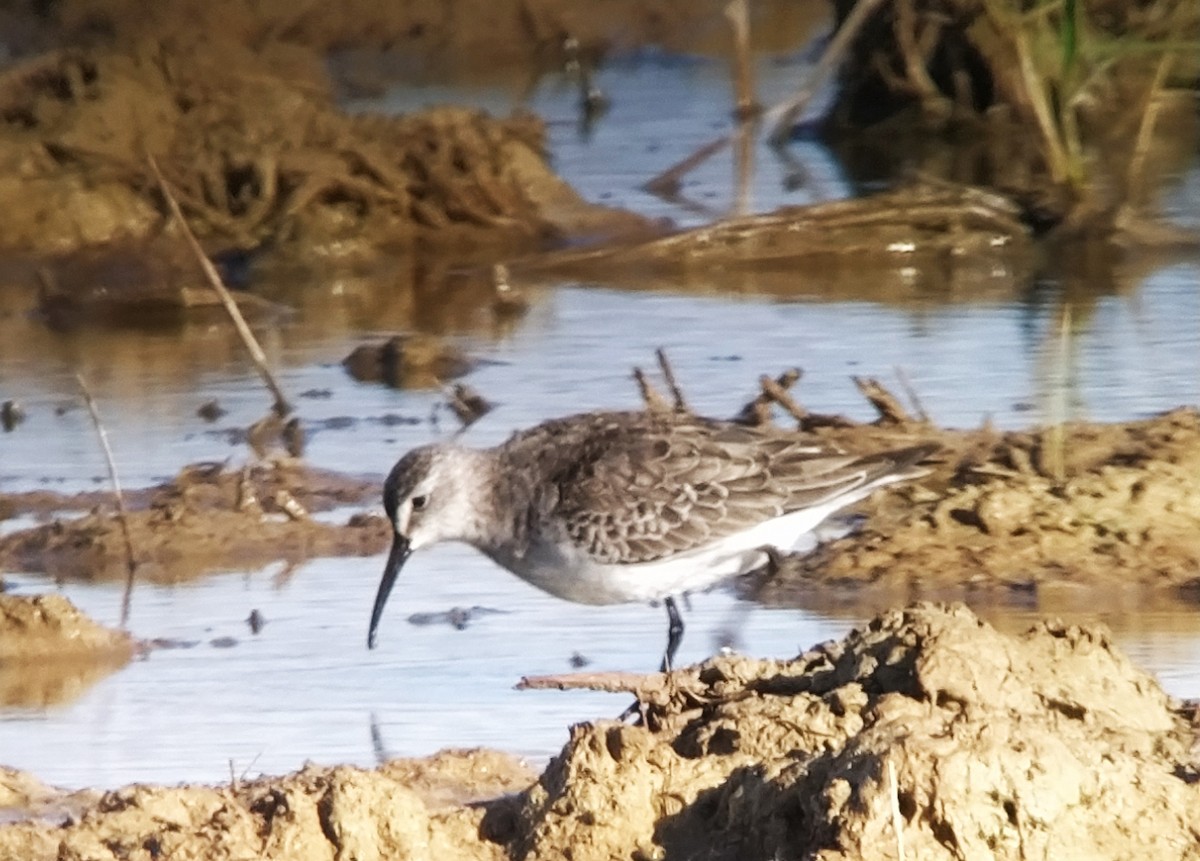 Dunlin - ML610742905