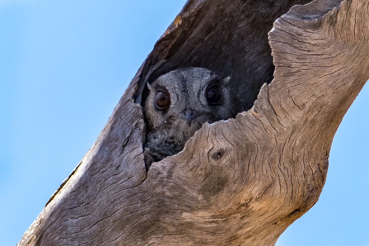 Égothèle d'Australie - ML610742909