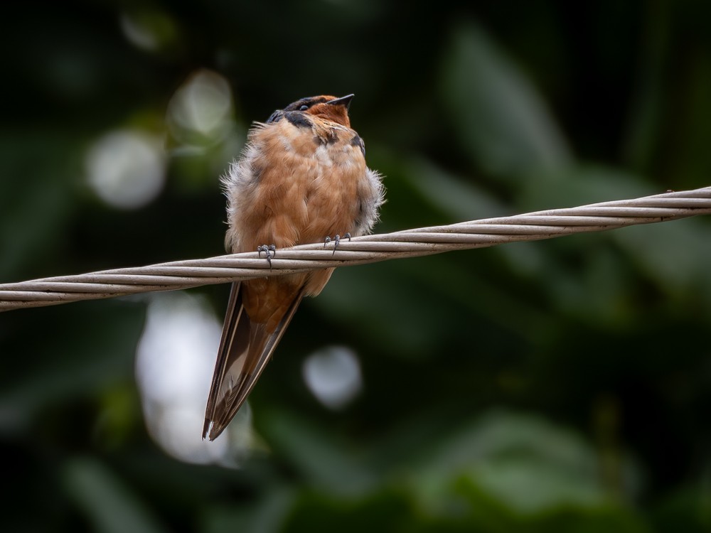 Golondrina Común - ML610742944