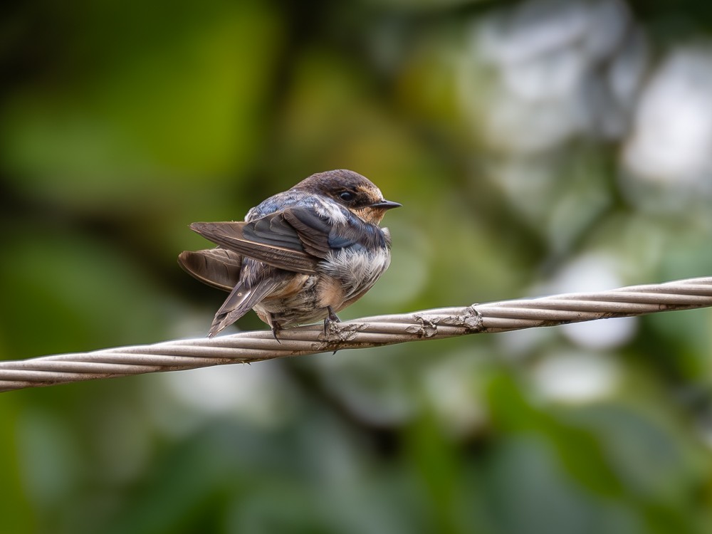 Golondrina Común - ML610742945