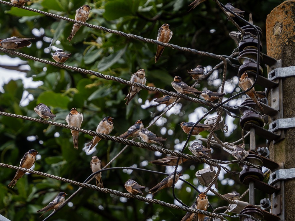 Golondrina Común - ML610742946