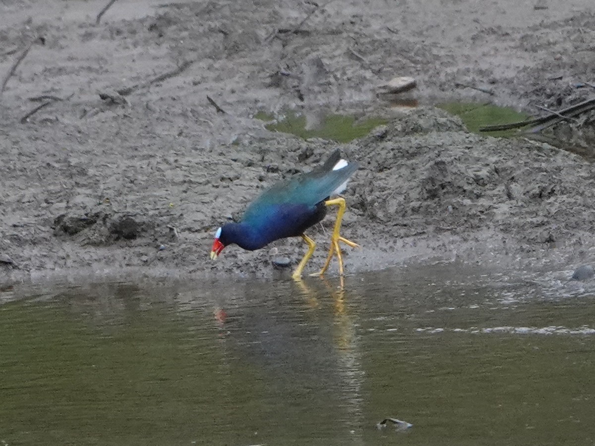 Purple Gallinule - ML610742950