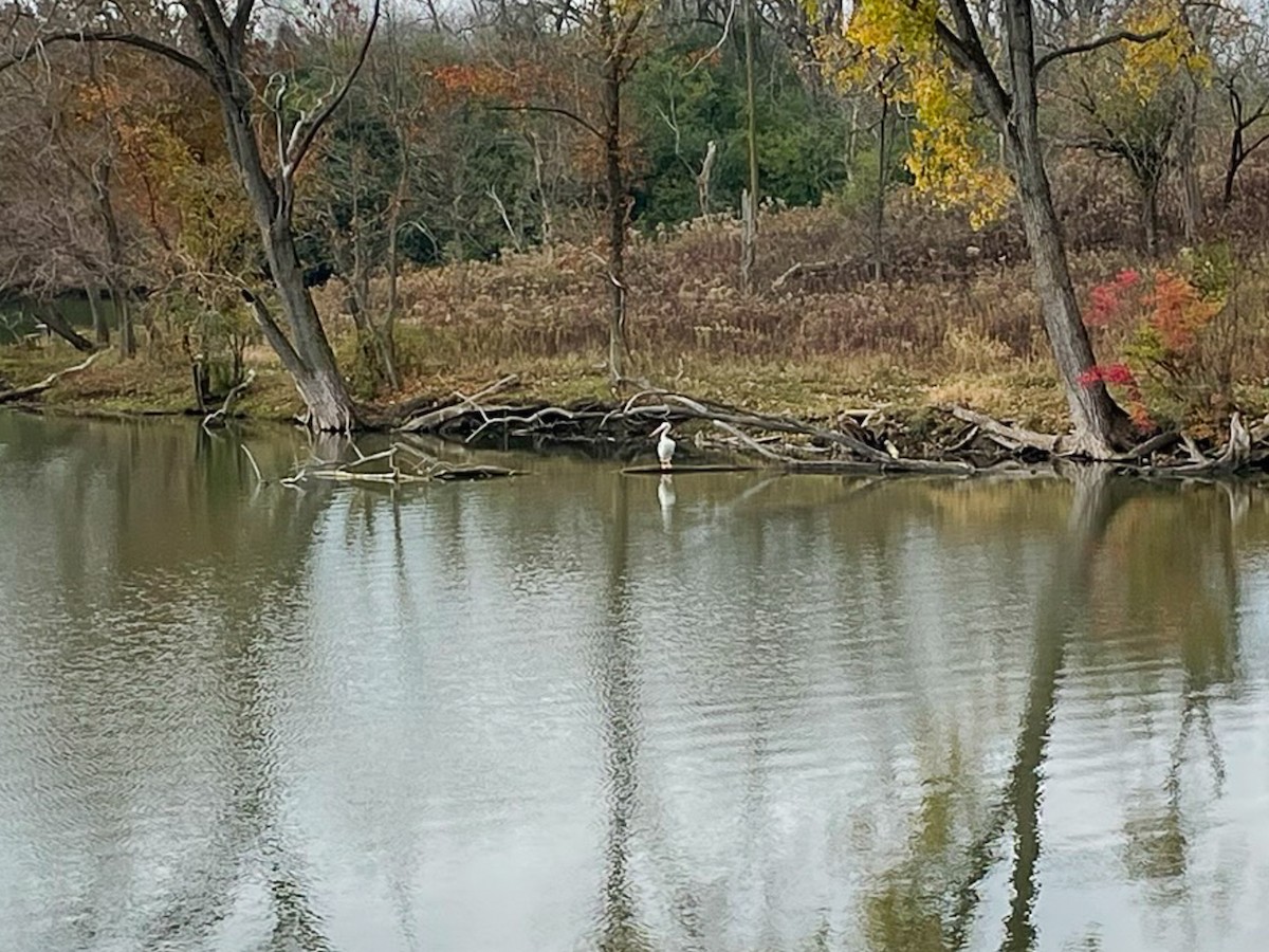 American White Pelican - Ben Julian