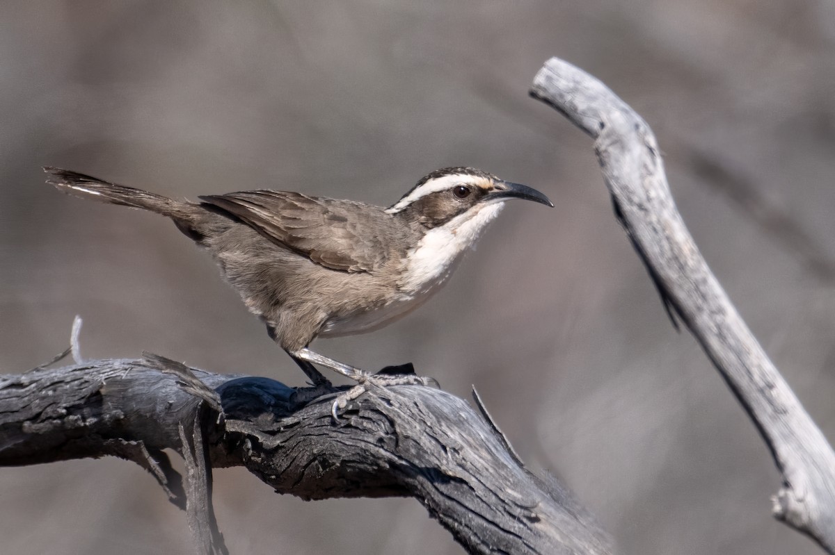 White-browed Babbler - Mark Lethlean