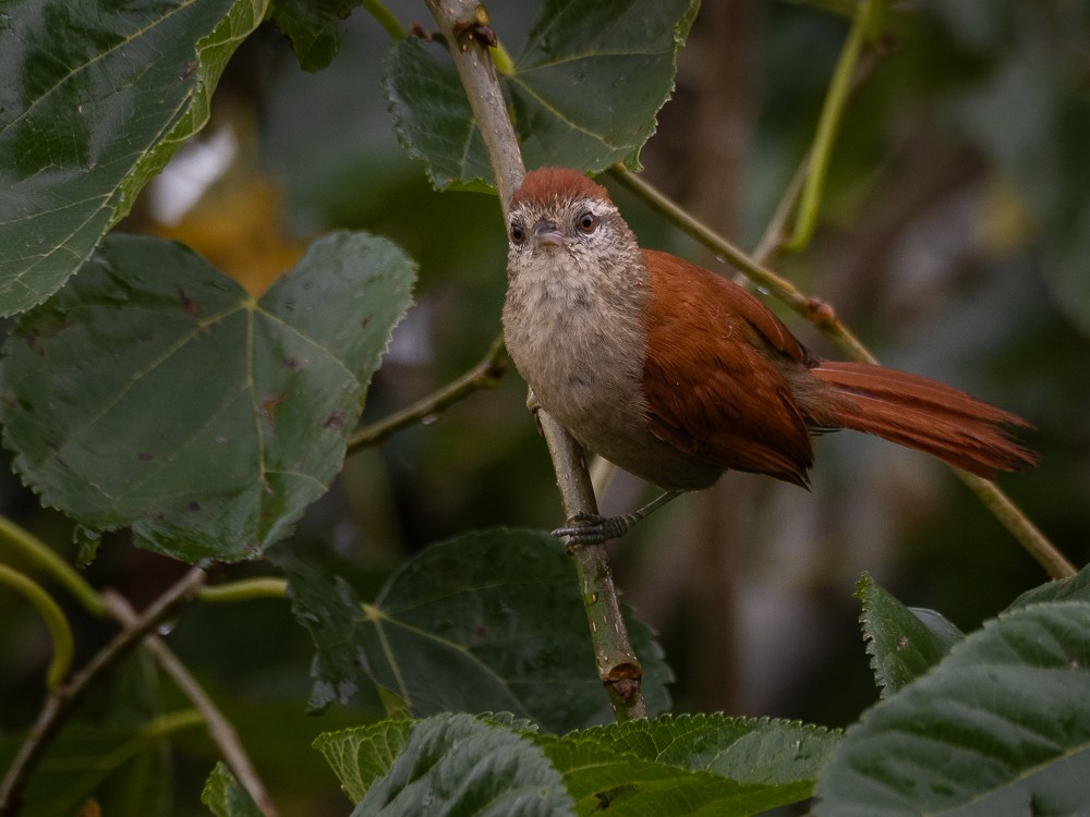 Rusty-backed Spinetail - ML610743022