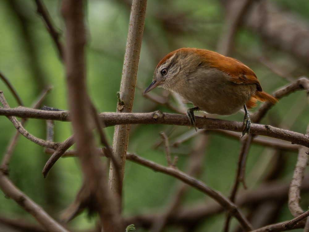 Rusty-backed Spinetail - ML610743023