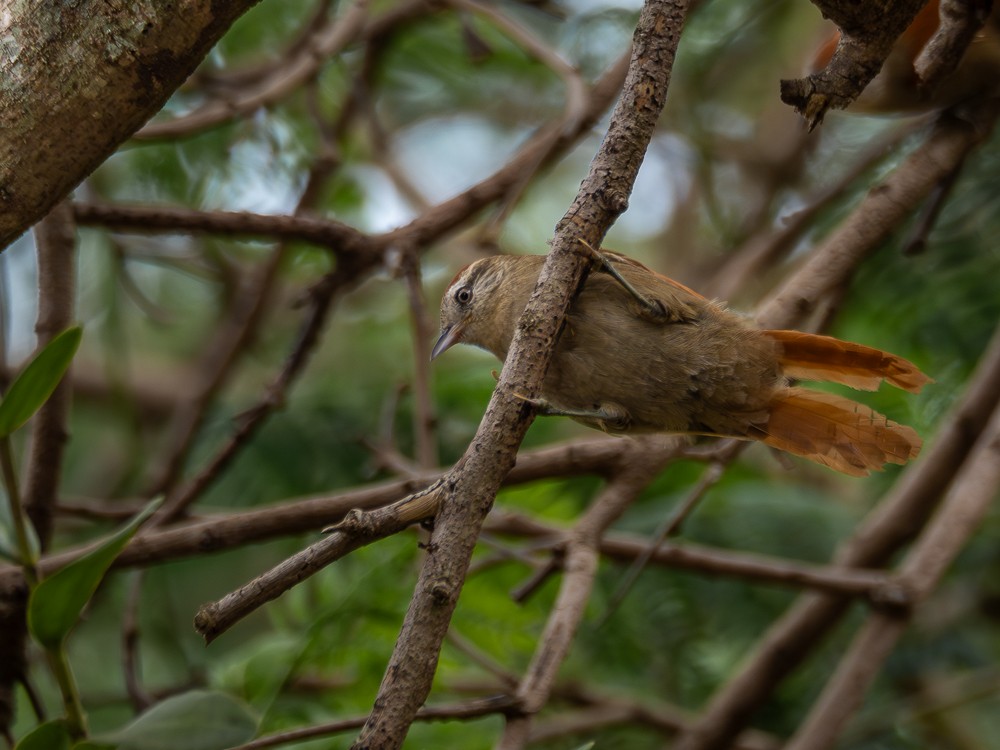 Rusty-backed Spinetail - ML610743024