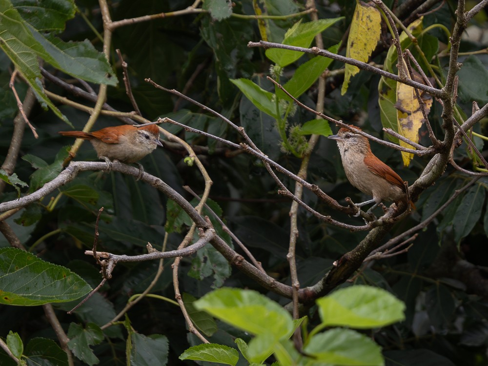 Rusty-backed Spinetail - ML610743025