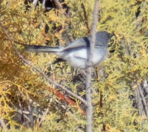 Blue-gray Gnatcatcher - ML610743090