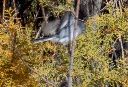 Blue-gray Gnatcatcher - Jim Wilson