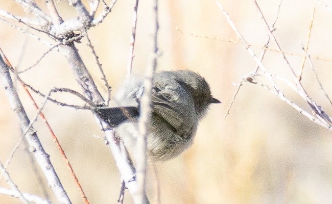 Bushtit - ML610743107