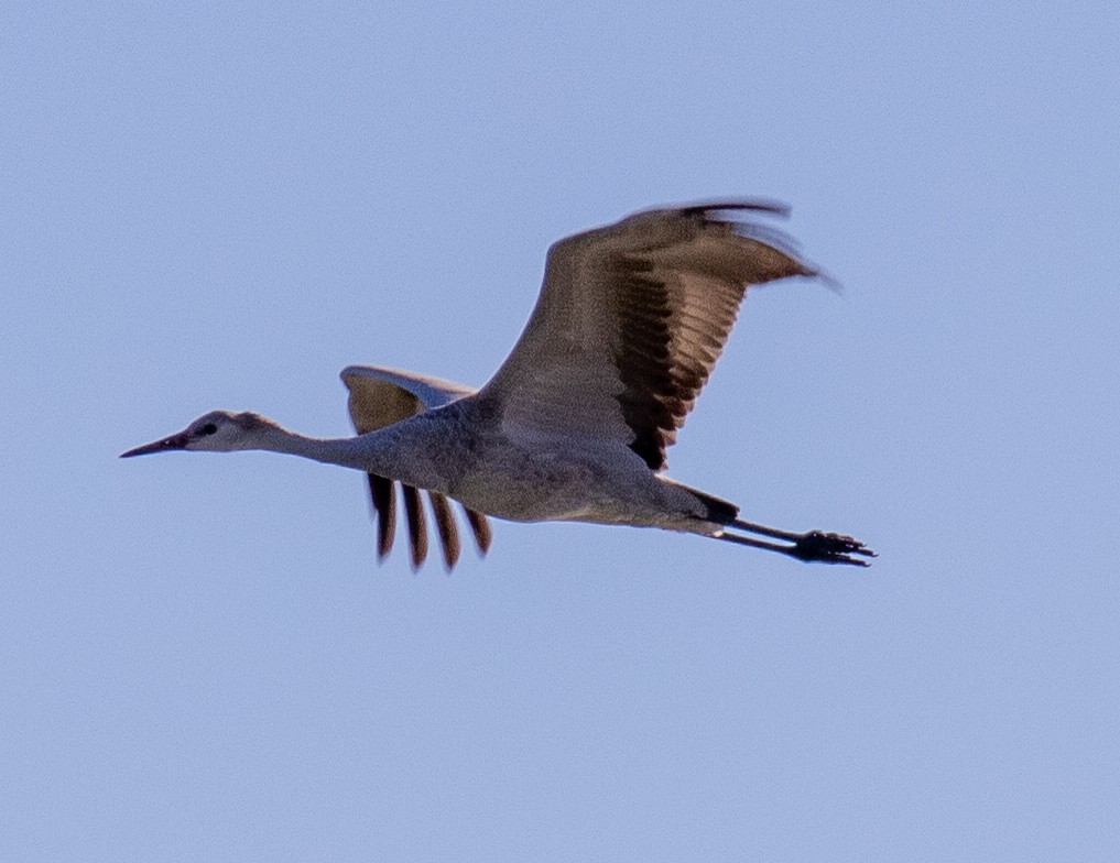 Sandhill Crane - ML610743116