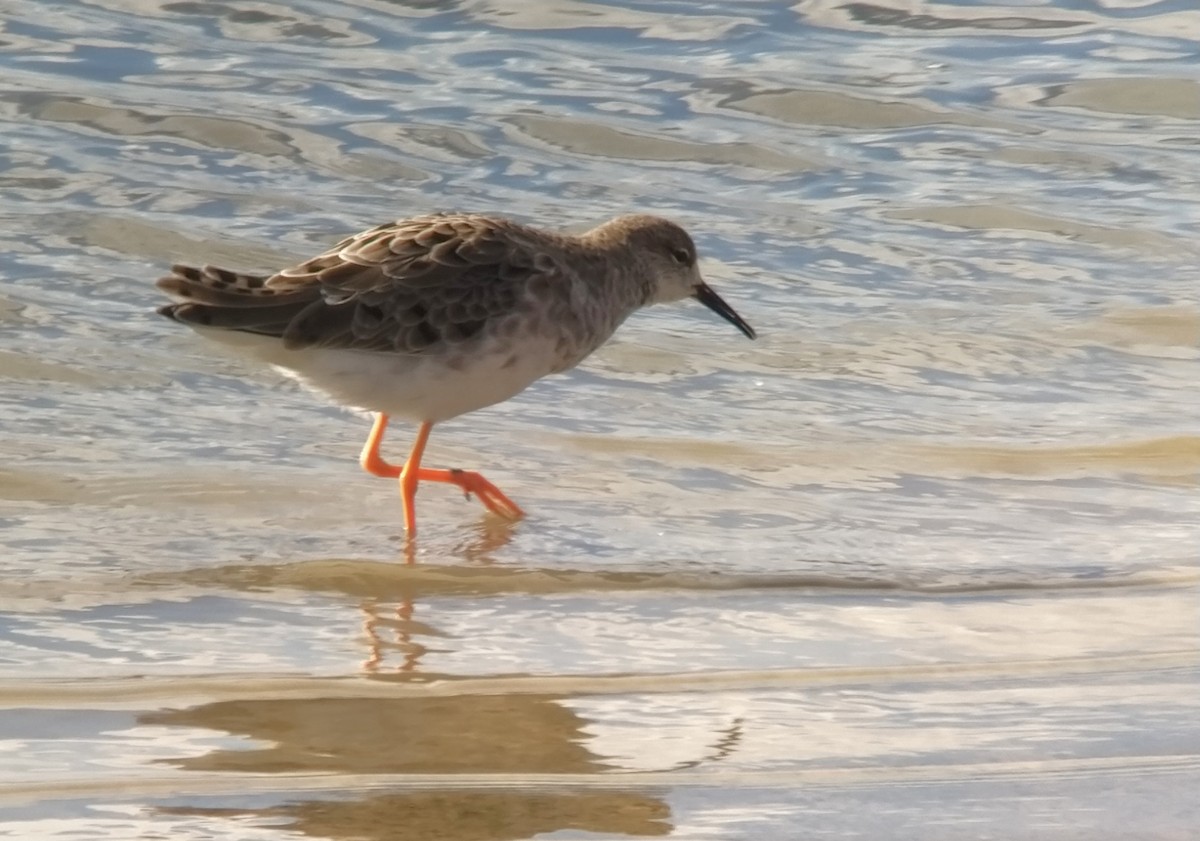 Ruff - Juan Carlos Albero