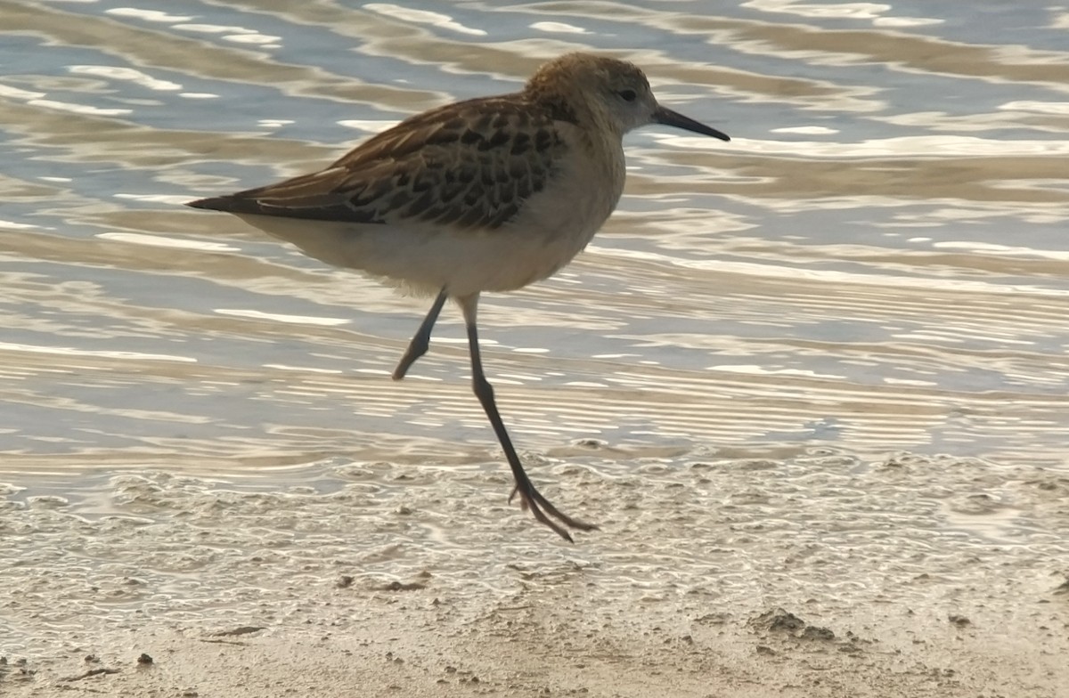 Ruff - Juan Carlos Albero