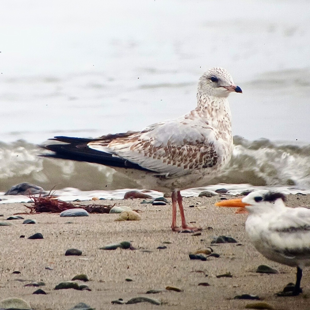 Ring-billed Gull - Liliana Matute Mandujano