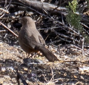 Crissal Thrasher - ML610743403