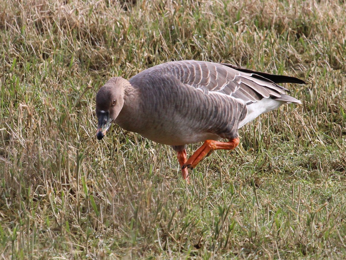 Tundra Bean-Goose - Tom Rien