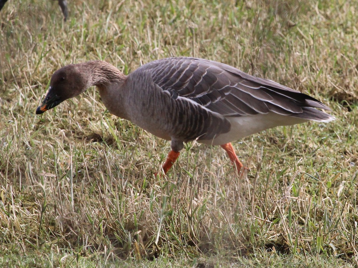 Tundra Bean-Goose - ML610743494