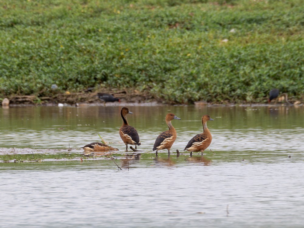 Fulvous Whistling-Duck - ML610743684