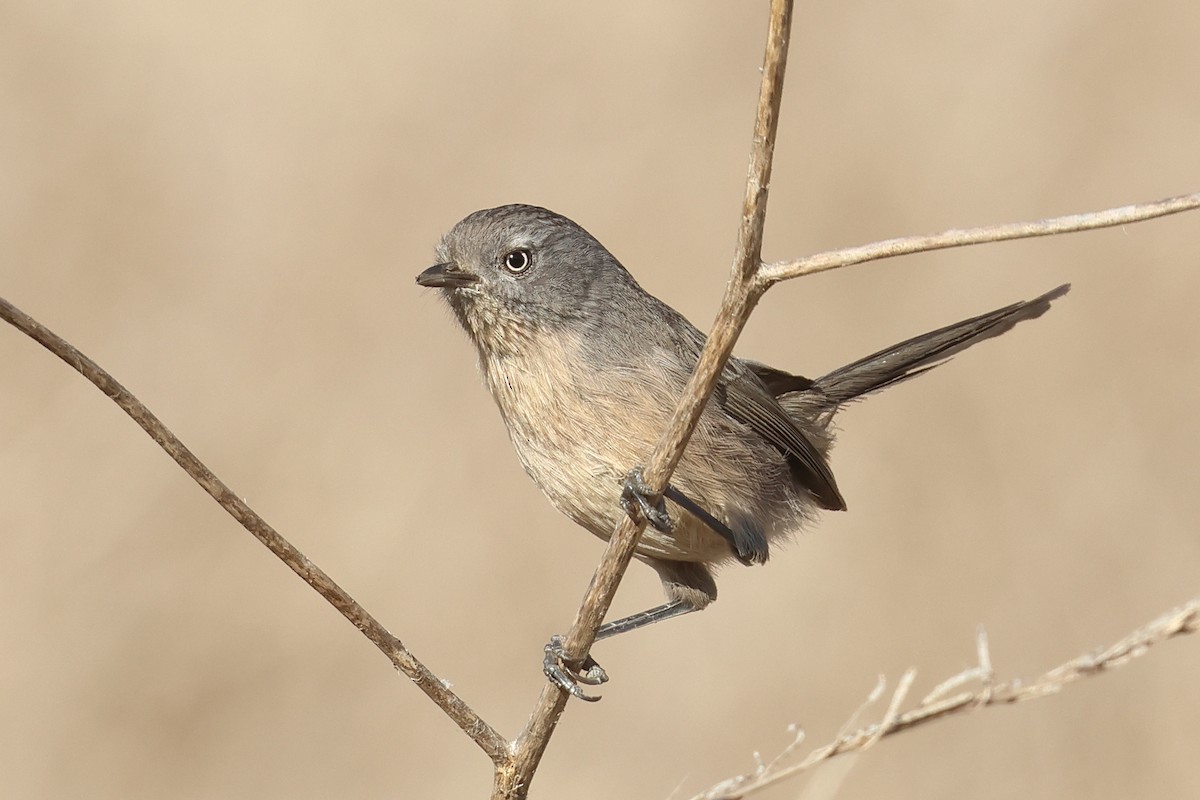 Wrentit - ML610743694