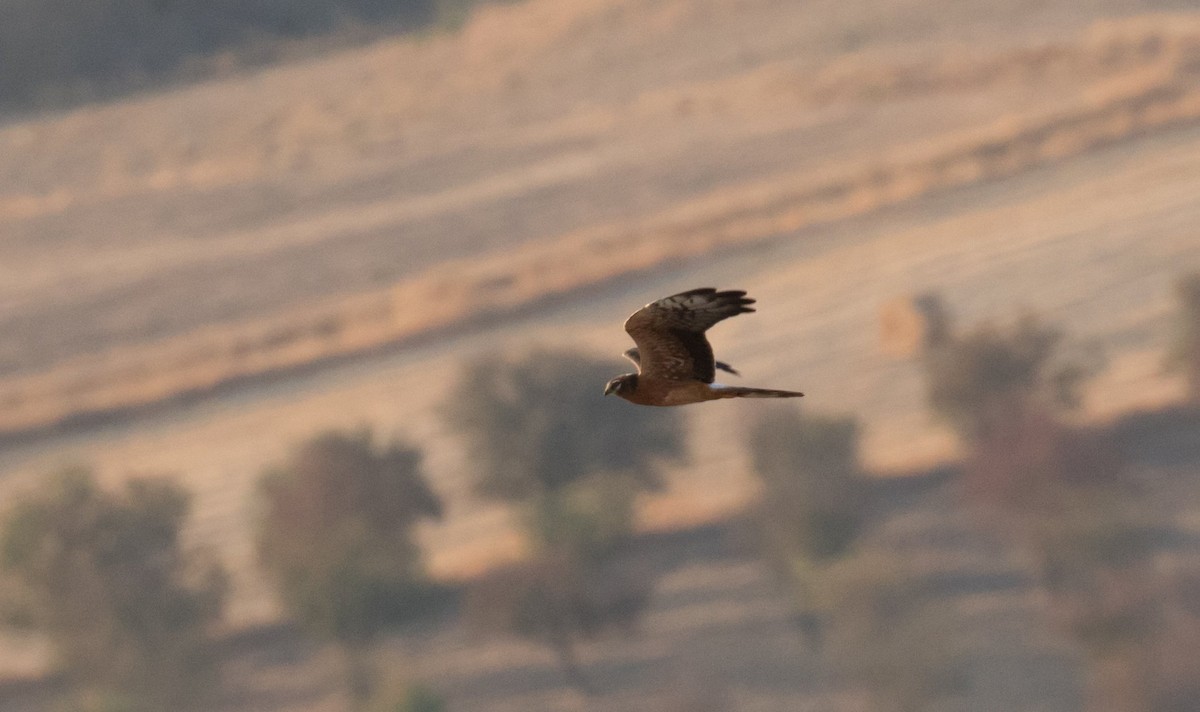 Montagu's Harrier - ML610743696