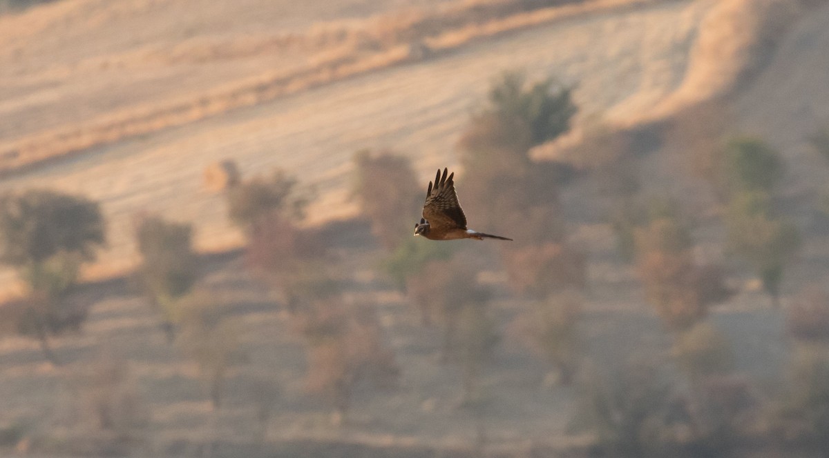 Montagu's Harrier - ML610743697