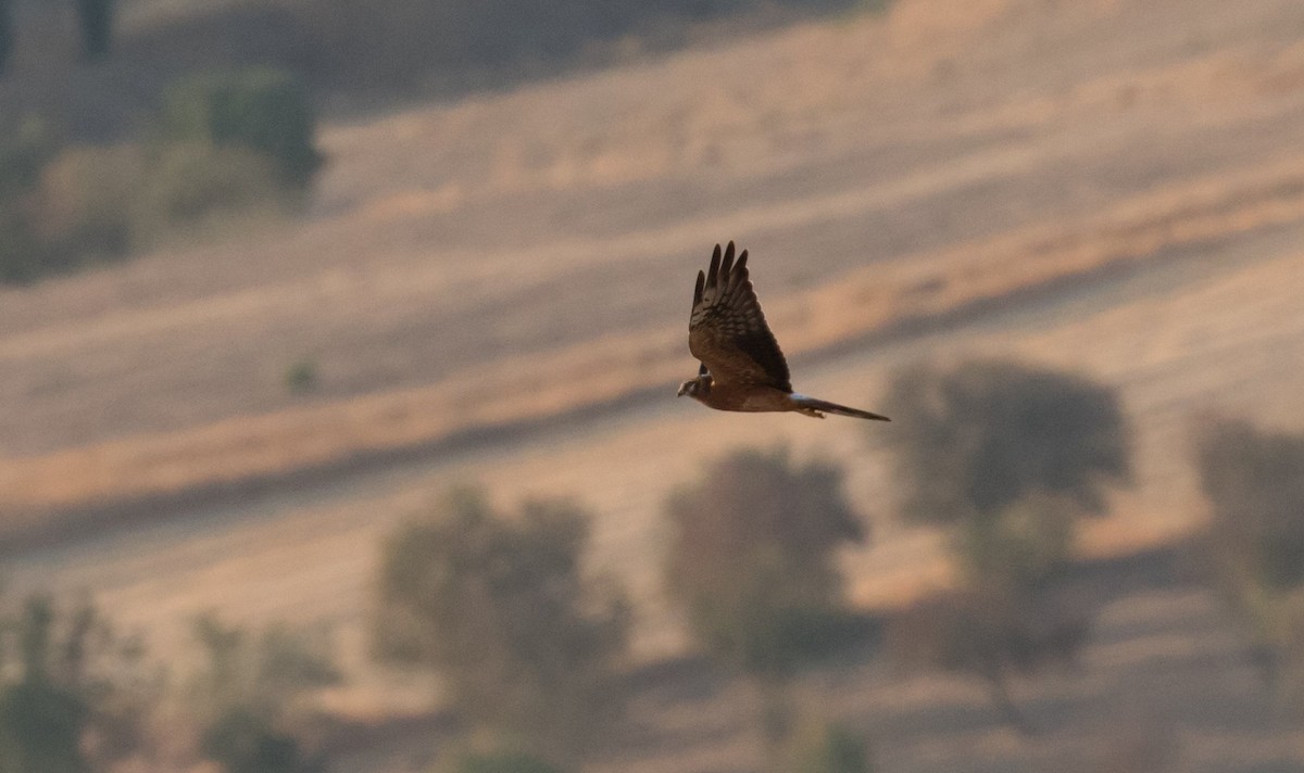 Montagu's Harrier - ML610743698