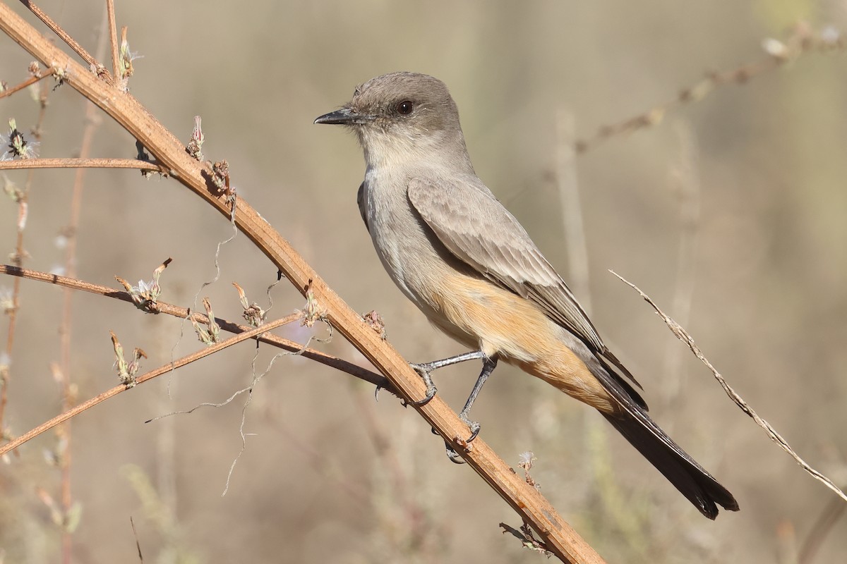 Say's Phoebe - ML610743700