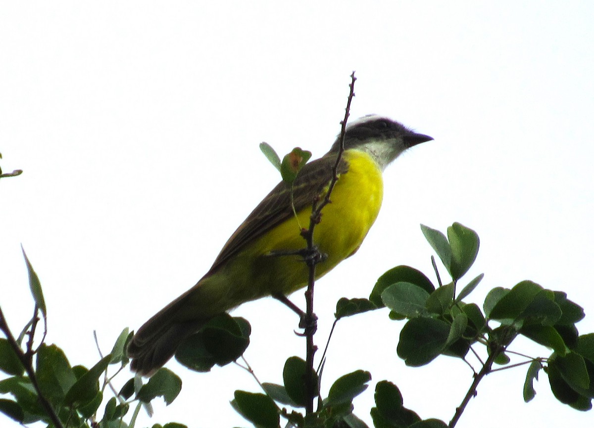 Social Flycatcher - Julie  Michael