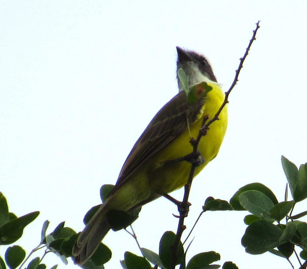 Social Flycatcher - Julie  Michael