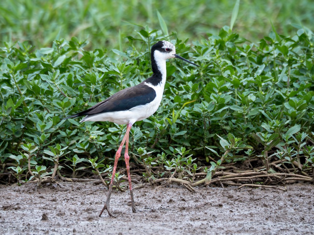 Black-necked Stilt (White-backed) - ML610743735