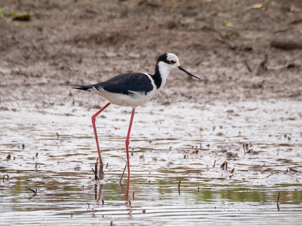 Black-necked Stilt (White-backed) - ML610743736