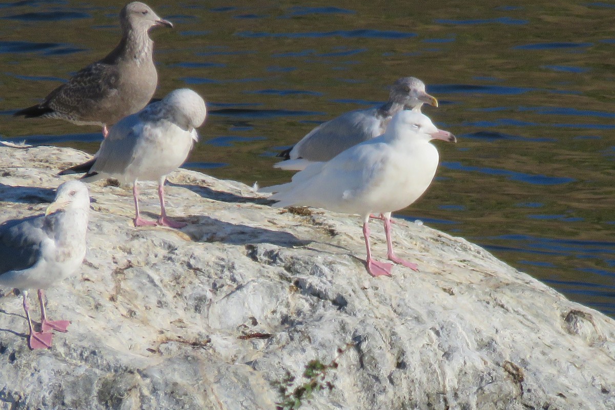 Glaucous Gull - Bruce Deuel