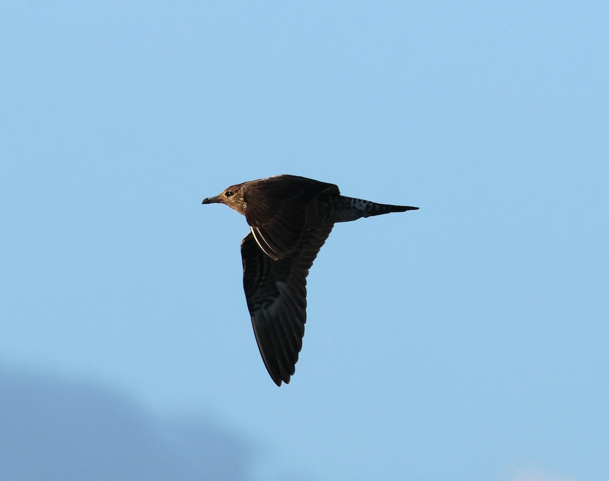 Long-tailed Jaeger - Faustino Chamizo Ragel