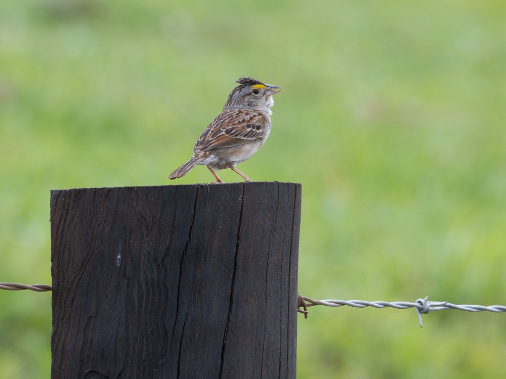 Grassland Sparrow - Vitor Rolf Laubé