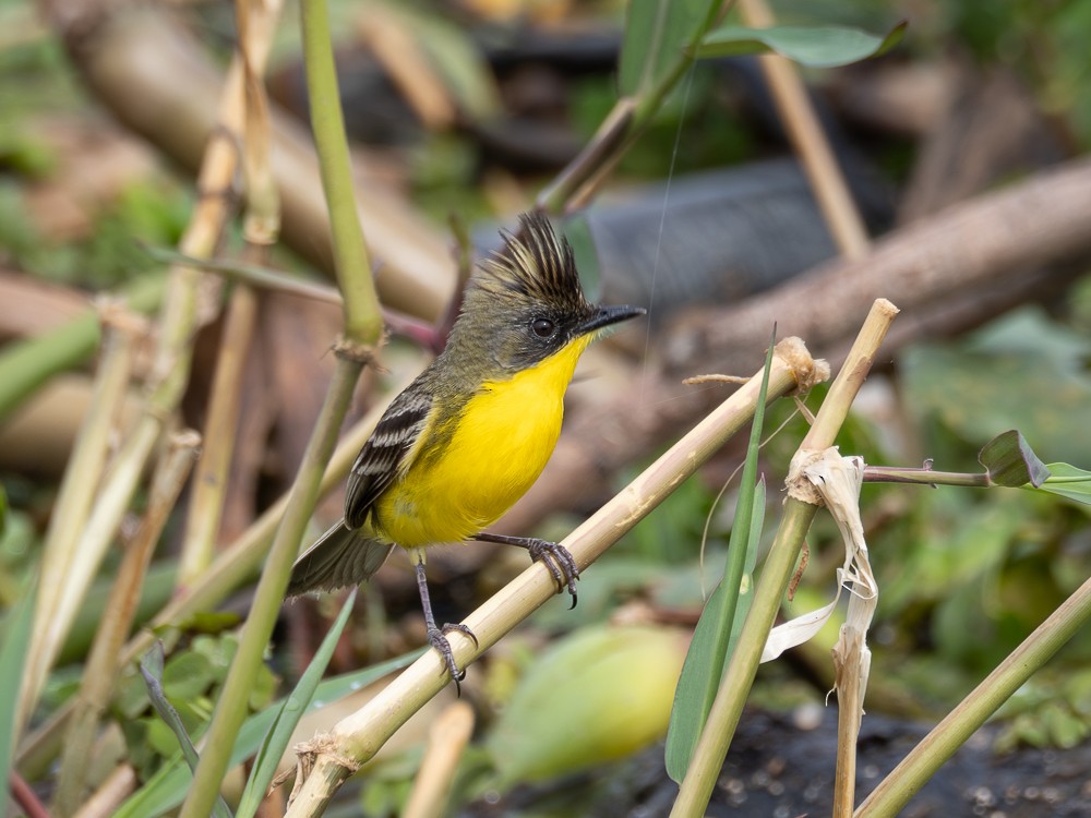 Crested Doradito - Vitor Rolf Laubé