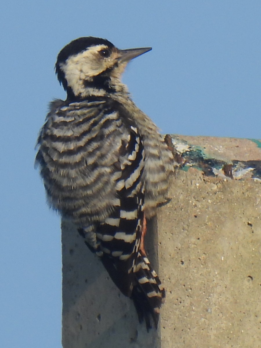 Freckle-breasted Woodpecker - ML610743878