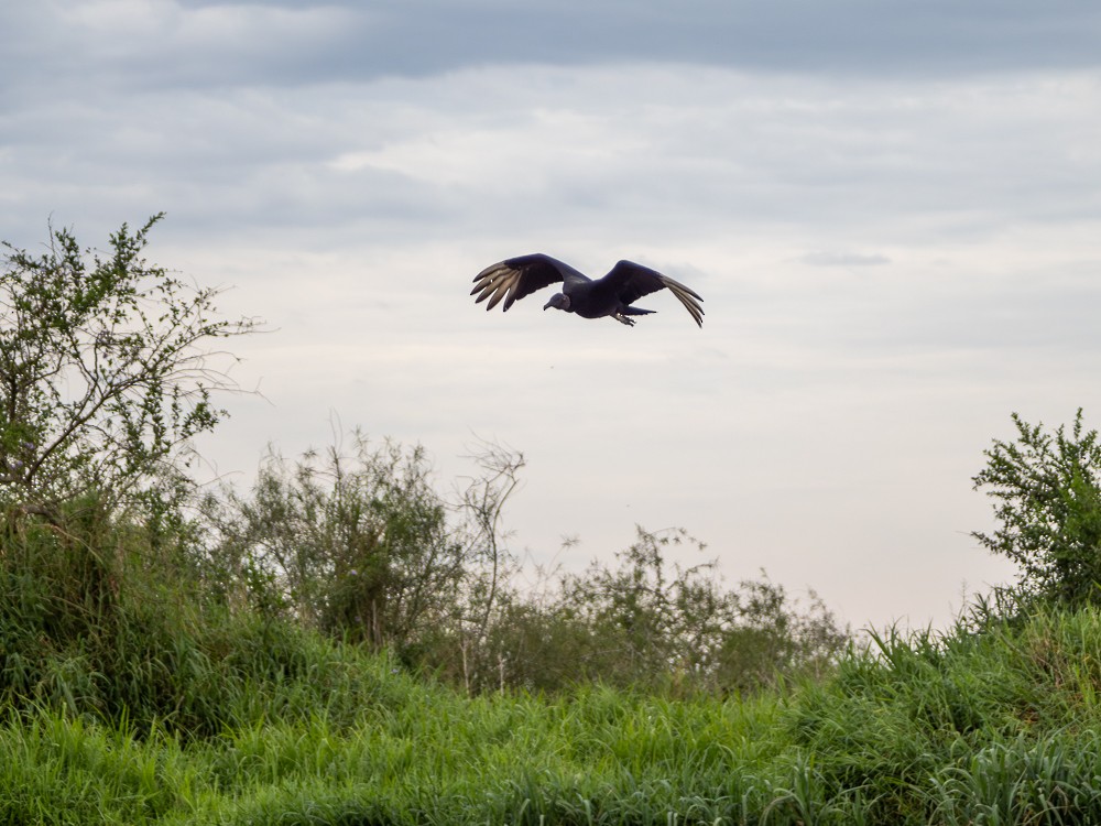 Black Vulture - Vitor Rolf Laubé