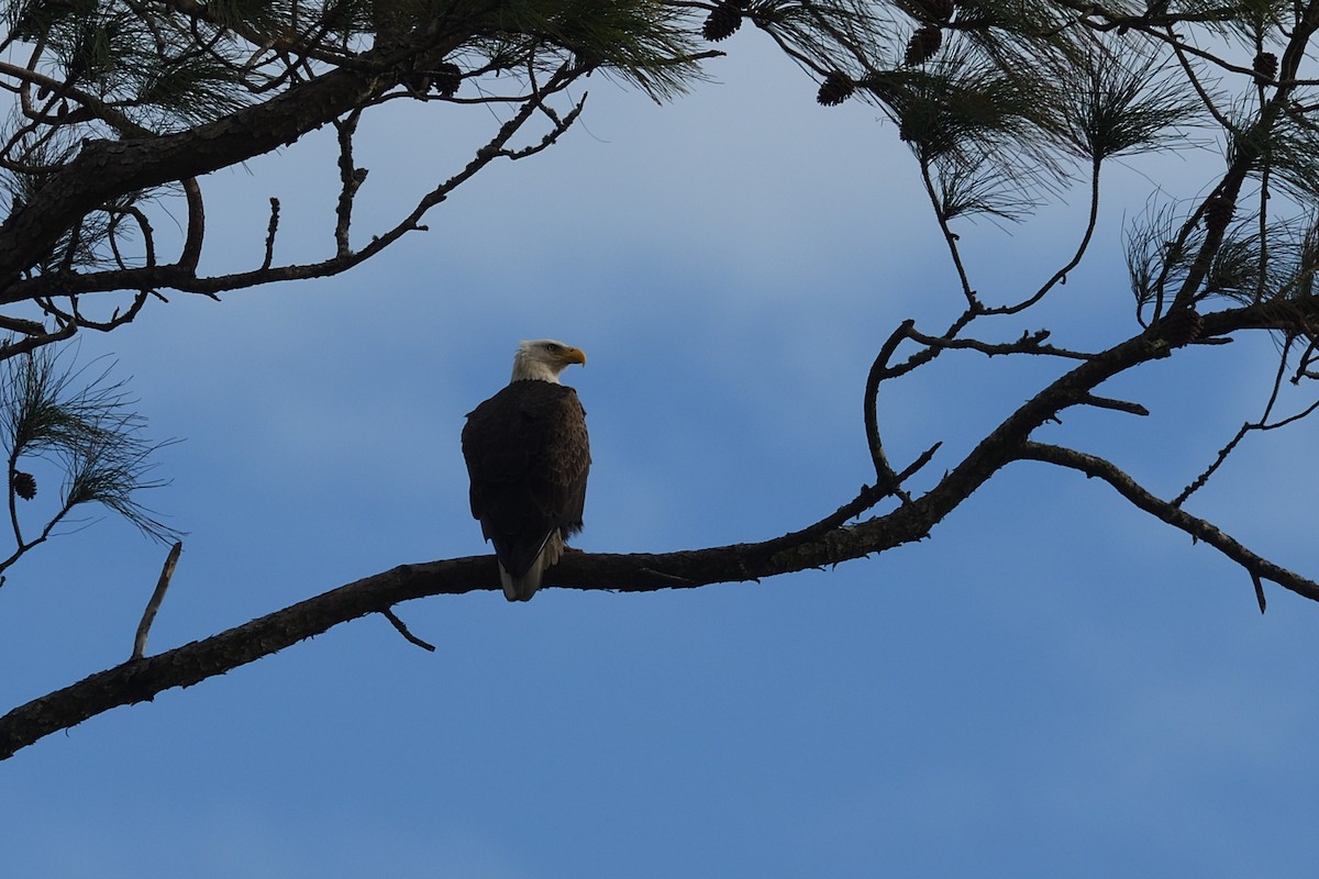 Bald Eagle - ML610743922