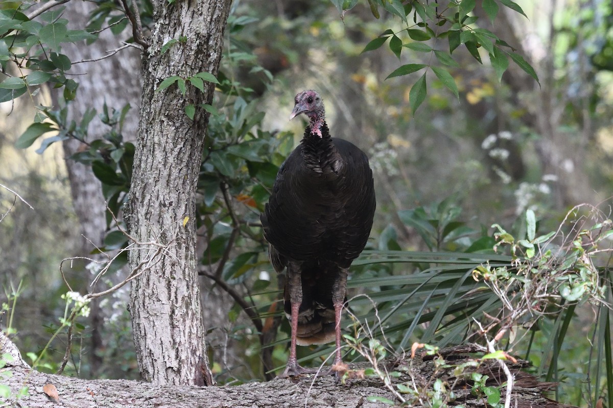 Guajolote Gallipavo - ML610743926