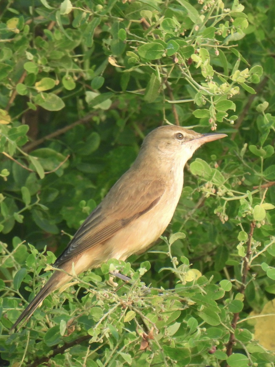 Oriental Reed Warbler - ML610743986