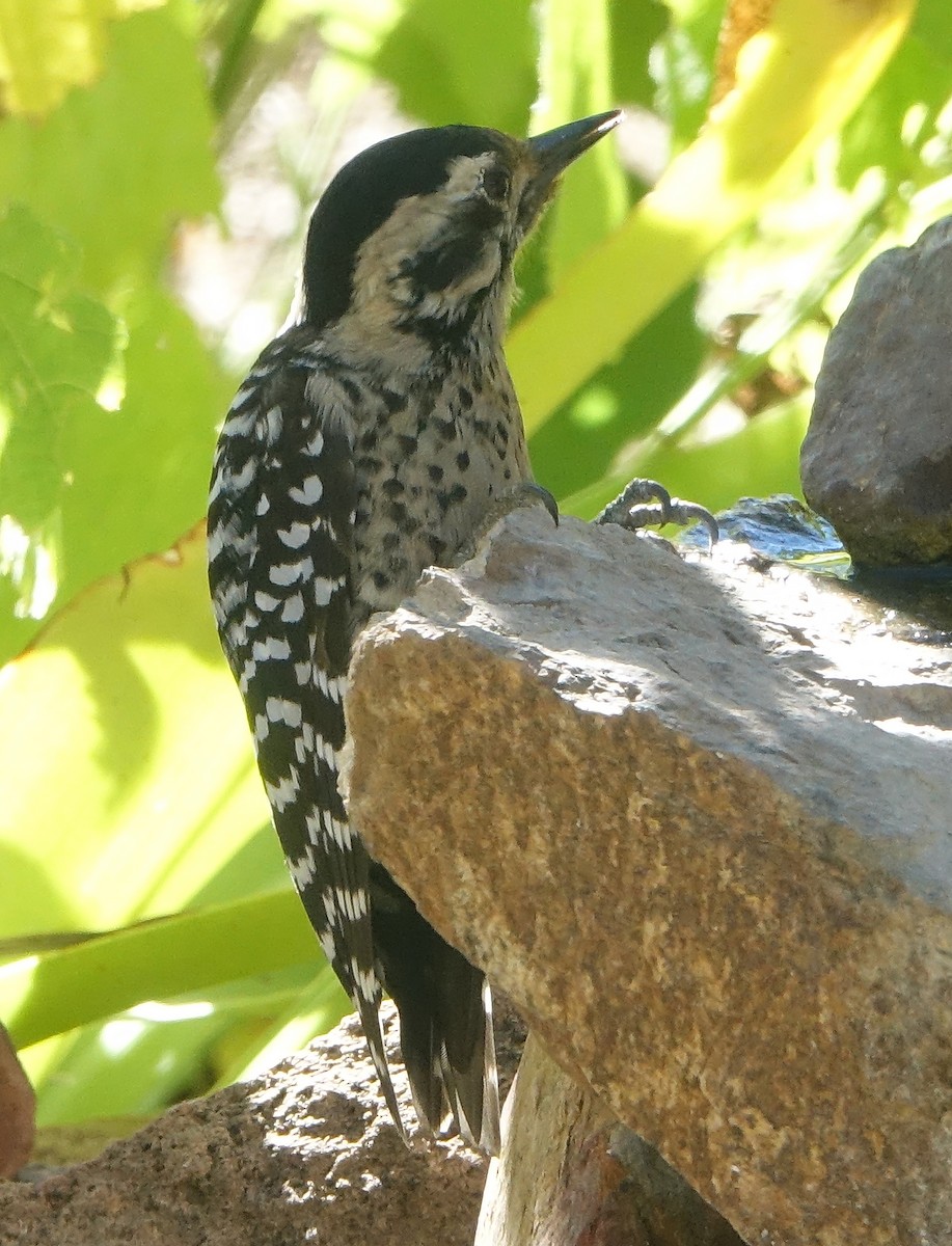 Ladder-backed Woodpecker - Carolyn Ohl, cc