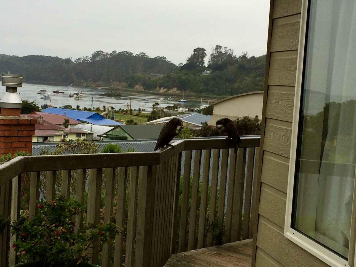 New Zealand Kaka - ML610744184