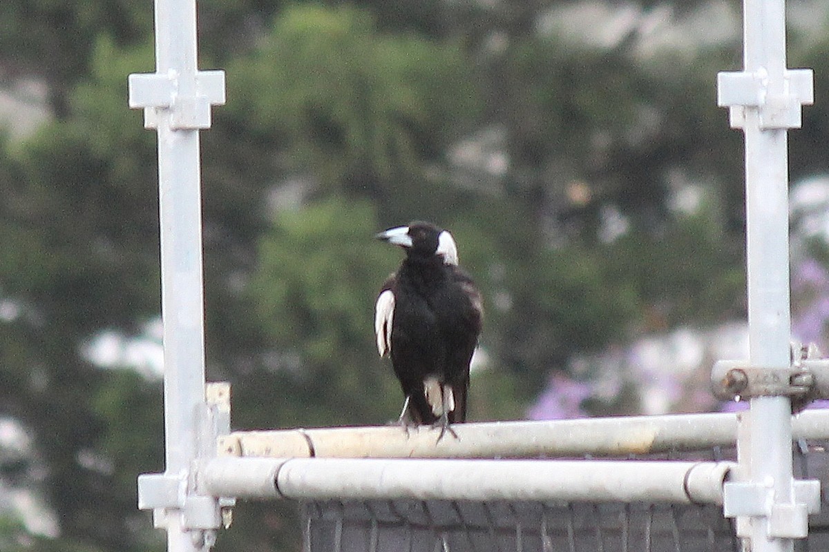 Australian Magpie - ML610744209