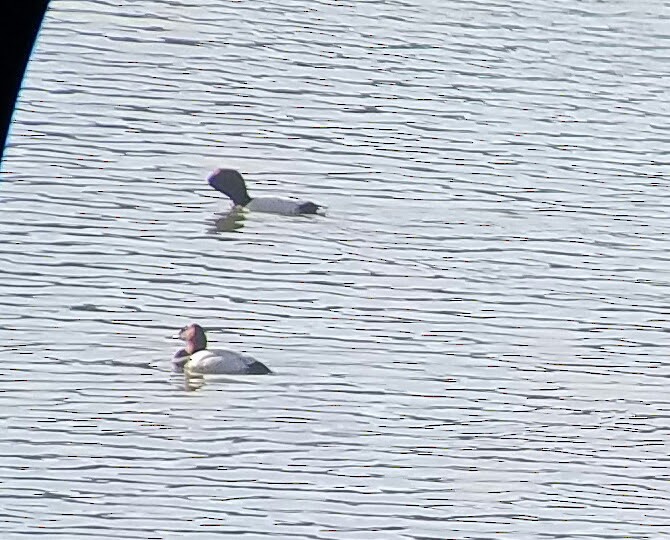 Common Pochard - ML610744347