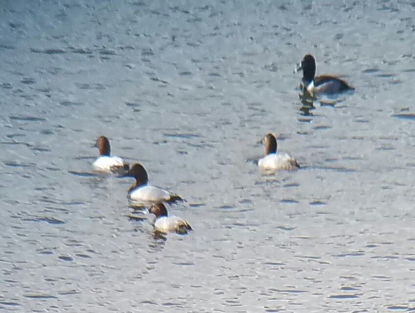 Common Pochard - ML610744348