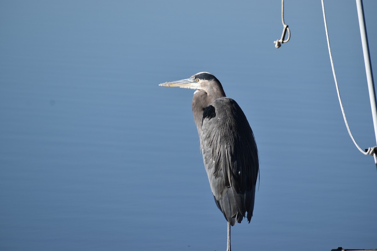 Great Blue Heron - ML610744412