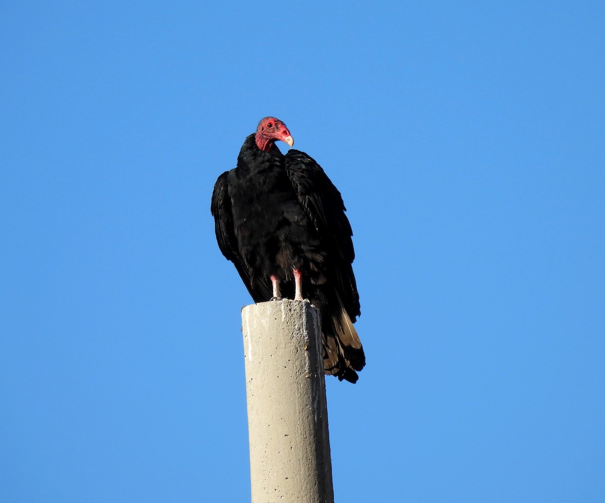 Turkey Vulture - ML610744415