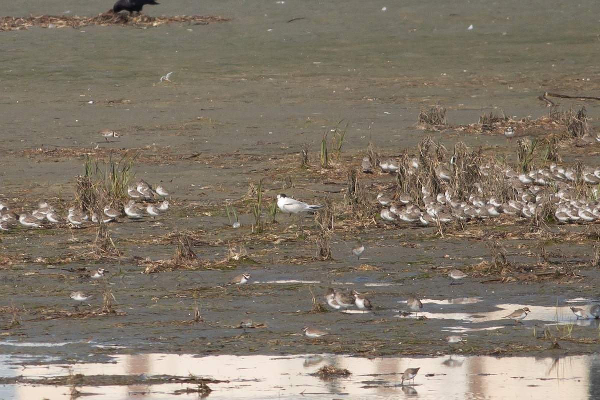 Common Tern - ML610744425